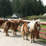 Skallerup Klit, Reiten, Lokken