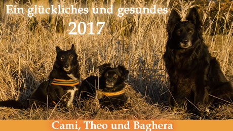 Einen guten Rutsch wünschen Cami, Theo und Baghera