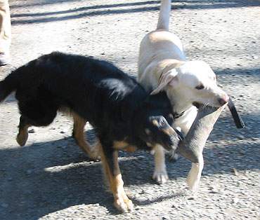 Lotti und Benny tragen zusammen Bennys Apportiersack