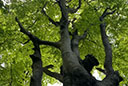 Habichtswald
