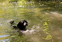 Milow schwimmt im Frankenteich