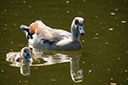 Bergpark, Nilgänse