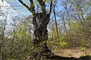 Habichtswald