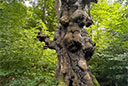 Habichtswald