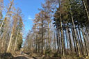 Sababurg-Bensdorf