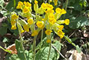 Alpenpfad