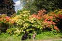 Rhododendren und Bergpark