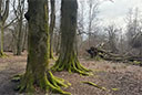 Urwald Sababurg