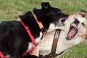 Rennhunde Sandershausen