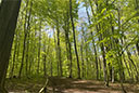 Habichtswald