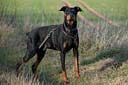 Speedy, Dobermann, Zuhause gesucht
