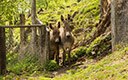 Tierpark Sababurg