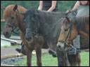 Reiten in Wellerode am 29. Juli 2005