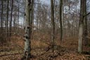 Wald Wilhelmstal