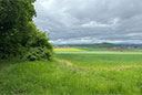 Ahne und mehr