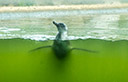 Tierpark Sababurg