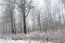 Nebel, Schnee Essigberg