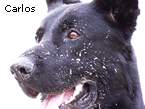 Carlos