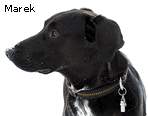 Marek