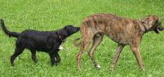 Mila und Eddie in der Hundeschule im  August 2002