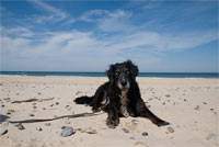 Mila am Strand in Nordjtland im Juni 2009