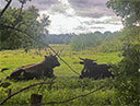 Huvenhoopsmoor