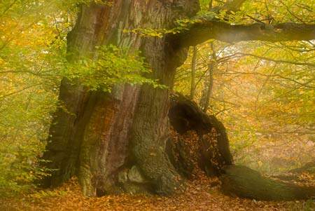 Urwald Sababurg - der Märchenwald