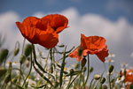 Mohn