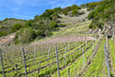 Weinberge an der Mosel