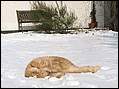 Katzis im Schnee