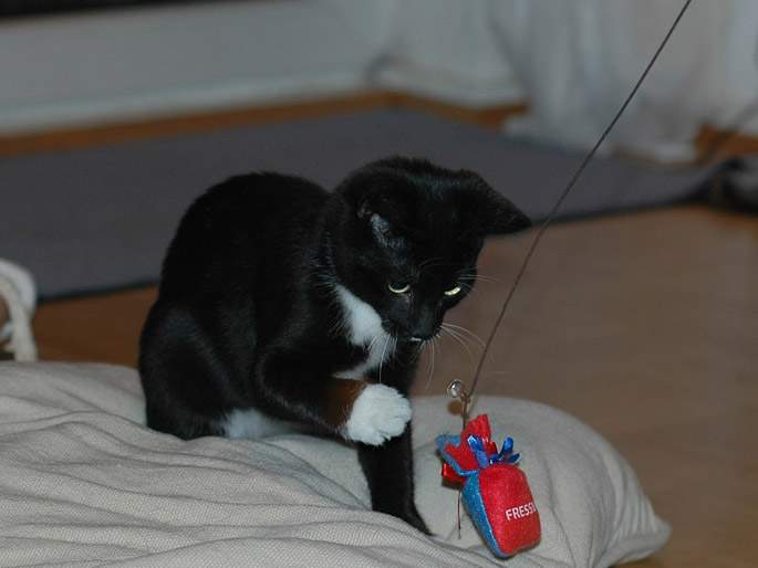 Pami spielt im Oktober 2005