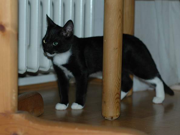 Pami unter dem Tisch im Oktober 2005