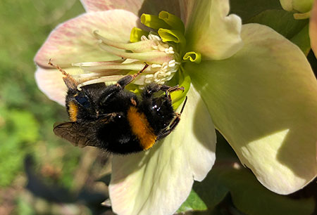 Hummel in der Christrose im April 2018