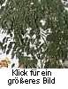 Ficus benjamina