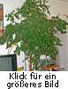 Ficus benjamina