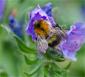 Hummel im Natternkopf