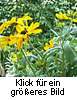 Rudbeckia