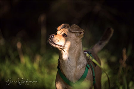 Carmelita