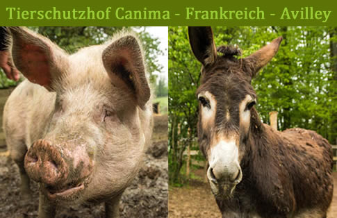 Tierschutzhof Canima, Frankreich, Avilley