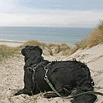 Strand, Hunde, Hirtshals