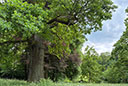 Bergpark