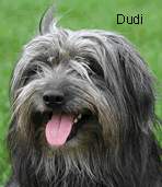 Dudi