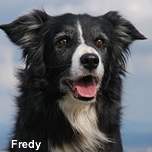 Fredy