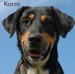 Korni