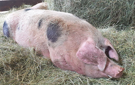 Schwein Lotta