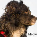 Milow