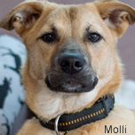 Molli