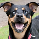 Benji