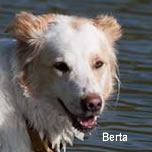 Berta