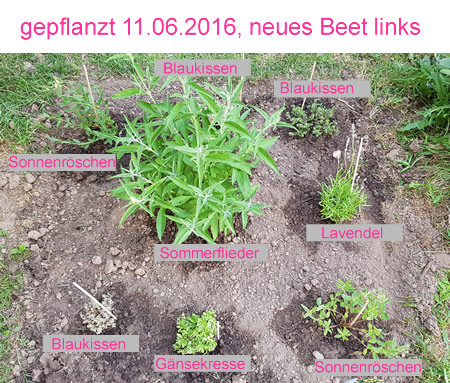 Bienenstauden gepflanzt am 11.6.16, neues Beet